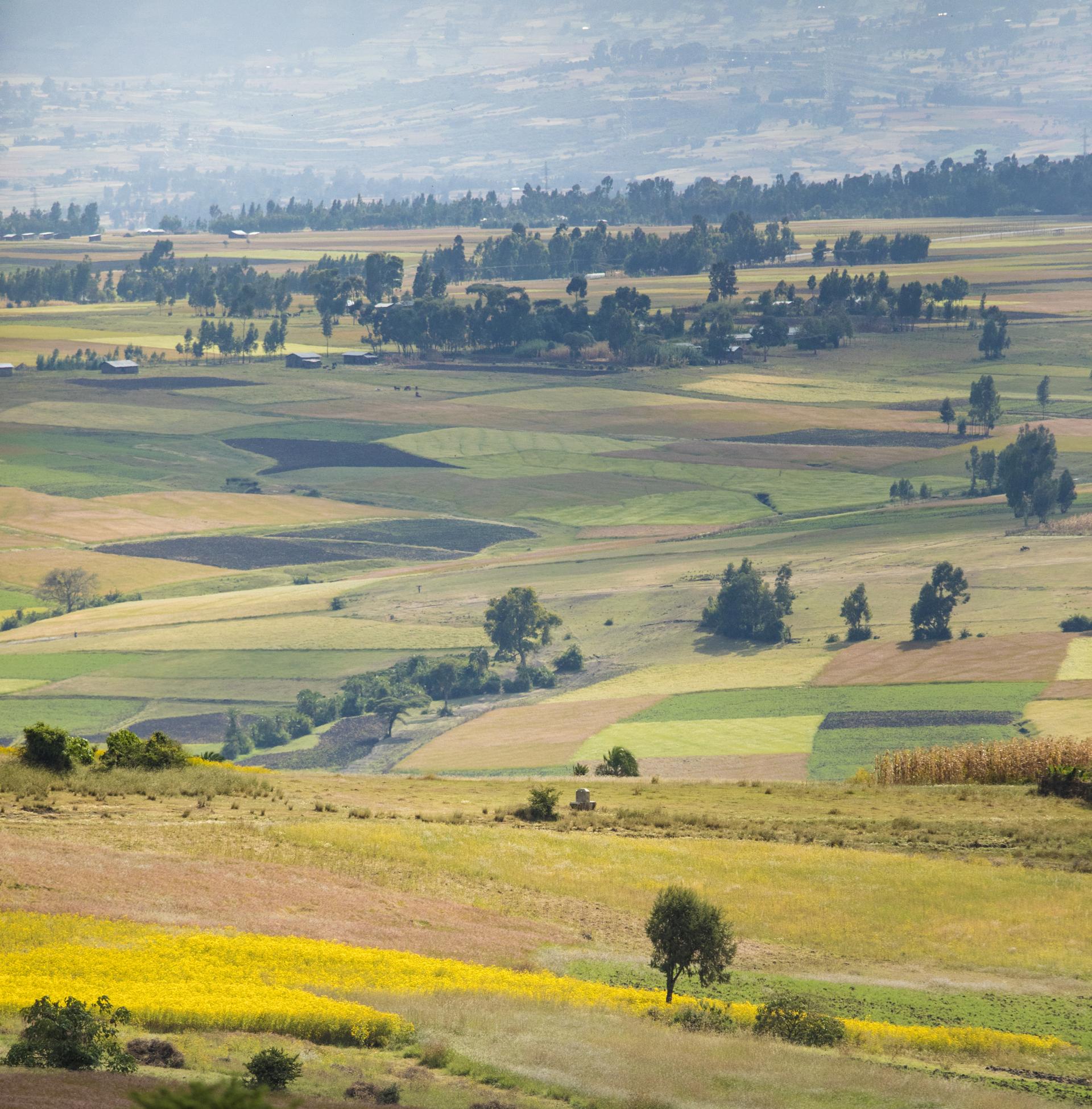 Farming Tours in Ethiopia