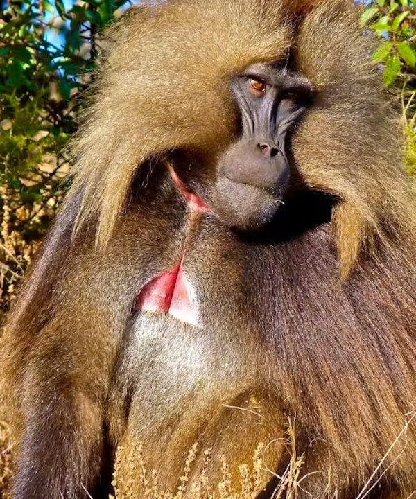 Chilada Baboon