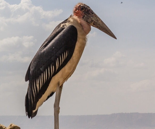 Birding in Ethiopia