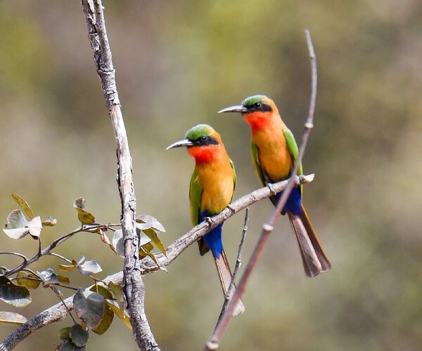 Birding in Ethiopia