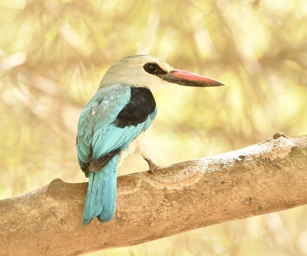 Birding in Ethiopia