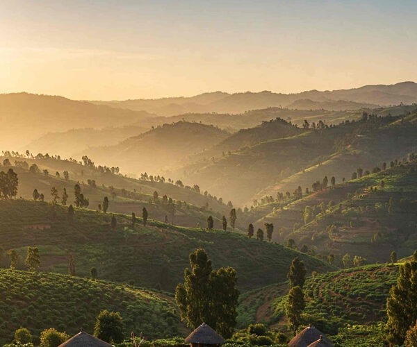 Ethiopia Coffee Farm