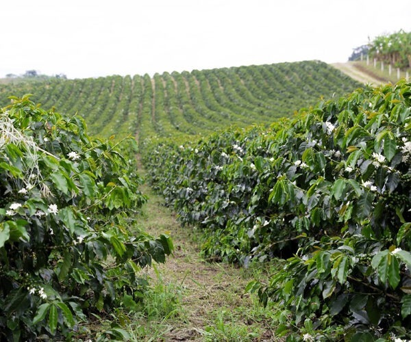 Ethiopia Farm