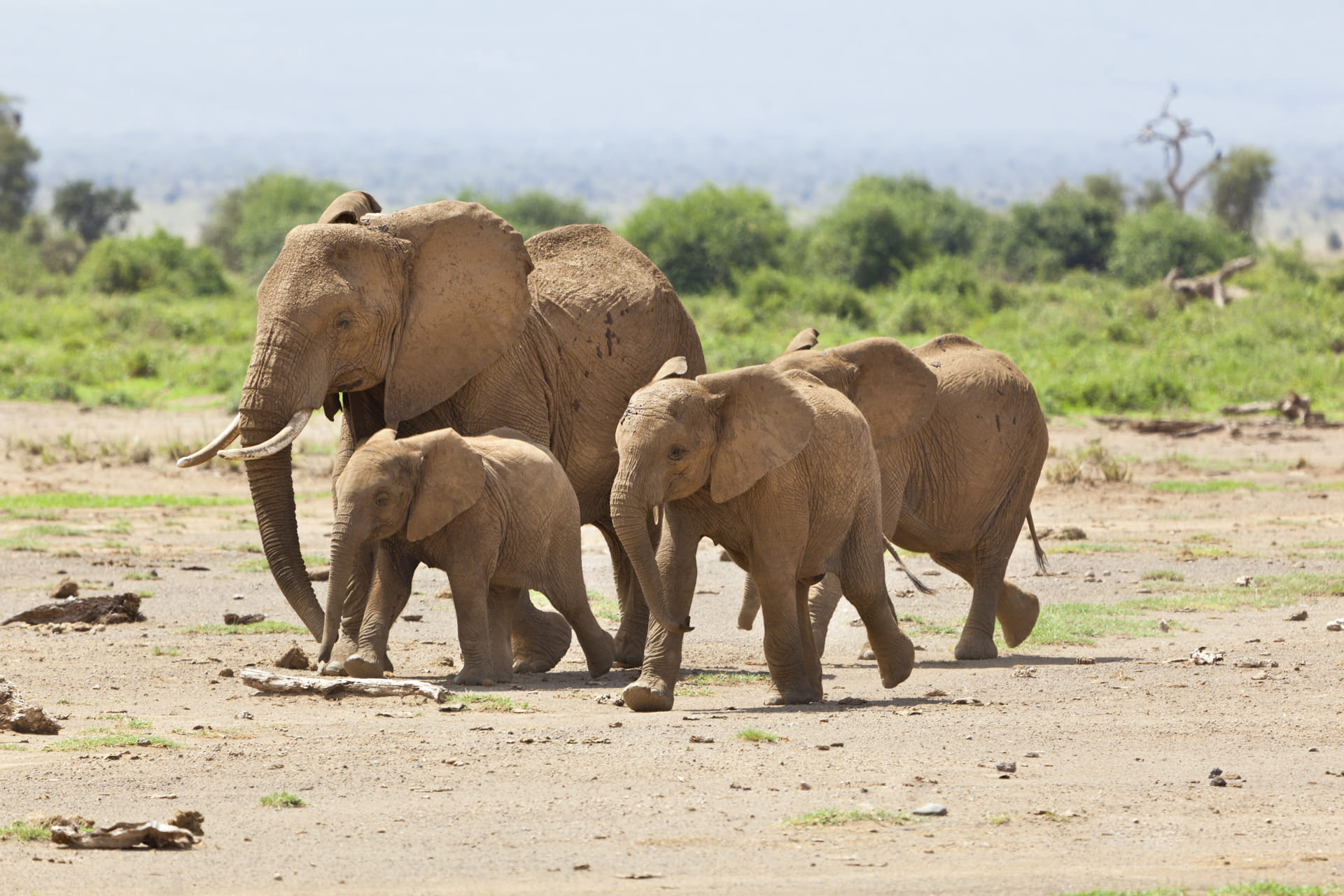 2 Weeks Kenya Safari and  Ethiopian historic Tours